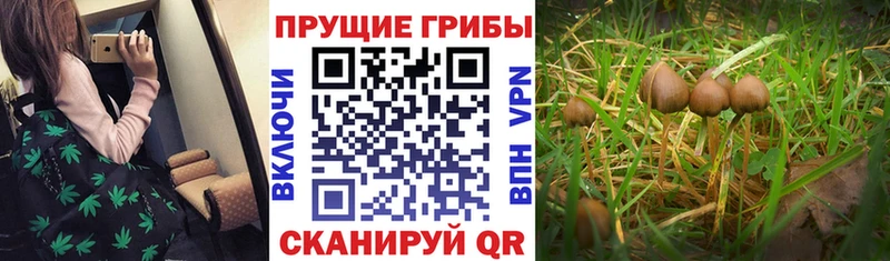 Псилоцибиновые грибы мухоморы  ссылка на мегу зеркало  Кубинка  купить закладку 